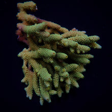 Lade das Bild in den Galerie-Viewer, Acropora millepora
