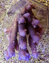 Lade das Bild in den Galerie-Viewer, Acropora millepora (Blue)
