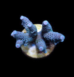 Acropora millepora (Blue) (frag) NZ