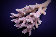 Lade das Bild in den Galerie-Viewer, Acropora millepora
