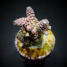Lade das Bild in den Galerie-Viewer, Acropora millepora

