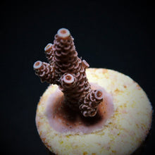 Lade das Bild in den Galerie-Viewer, Acropora millepora
