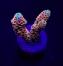 Acropora millepora (Red-Pink) (frag) NZ