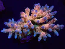 Lade das Bild in den Galerie-Viewer, Acropora millepora (Rainbow)
