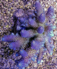 Lade das Bild in den Galerie-Viewer, Acropora millepora (Rainbow)
