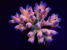 Lade das Bild in den Galerie-Viewer, Acropora millepora (Rainbow)
