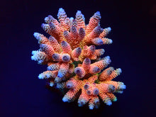 Lade das Bild in den Galerie-Viewer, Acropora millepora (Rainbow)
