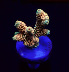 Acropora millepora (Rainbow) (frag) NZ