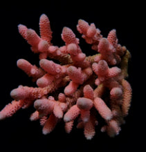 Lade das Bild in den Galerie-Viewer, Acropora millepora (Red-Pink)
