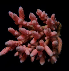 Acropora millepora (Red-Pink)