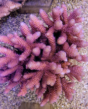 Lade das Bild in den Galerie-Viewer, Acropora millepora (Red-Pink)
