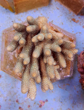 Lade das Bild in den Galerie-Viewer, Acropora millepora (Yellow-Green)
