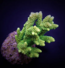 Lade das Bild in den Galerie-Viewer, Acropora millepora (Yellow-Green)
