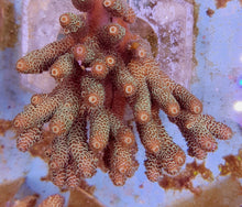 Lade das Bild in den Galerie-Viewer, Acropora millepora (Yellow-Green)
