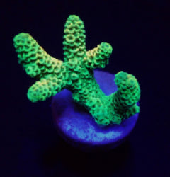 Acropora millepora (Yellow-Green) (frag) NZ