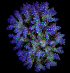 Acropora nana