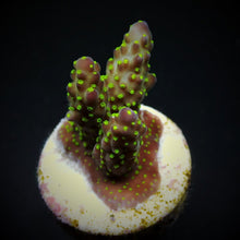 Lade das Bild in den Galerie-Viewer, Acropora nana
