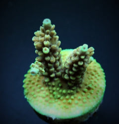 Acropora nasuta (frag) NZ