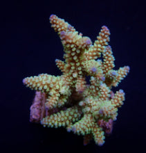 Lade das Bild in den Galerie-Viewer, Acropora nana
