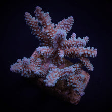 Lade das Bild in den Galerie-Viewer, Acropora nana

