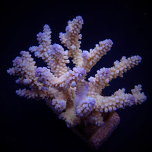 Lade das Bild in den Galerie-Viewer, Acropora nana
