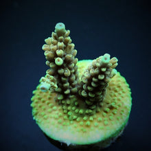Lade das Bild in den Galerie-Viewer, Acropora nana

