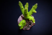 Lade das Bild in den Galerie-Viewer, Acropora papillare
