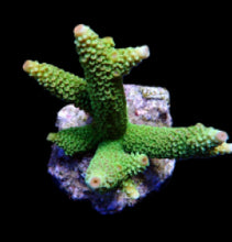 Lade das Bild in den Galerie-Viewer, Acropora papillare
