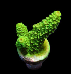 Acropora papillare (frag) NZ