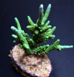 Acropora parilis