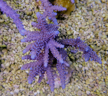 Lade das Bild in den Galerie-Viewer, Acropora parilis
