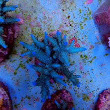 Lade das Bild in den Galerie-Viewer, Acropora parilis
