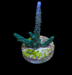 Acropora parilis (frag) NZ
