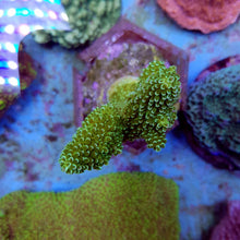 Lade das Bild in den Galerie-Viewer, Acropora robusta

