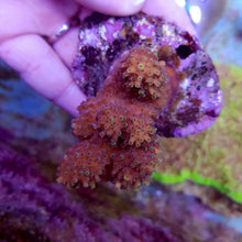 Lade das Bild in den Galerie-Viewer, Acropora robusta
