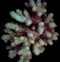 Lade das Bild in den Galerie-Viewer, Acropora sarmentosa
