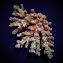 Lade das Bild in den Galerie-Viewer, Acropora sarmentosa
