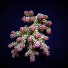 Lade das Bild in den Galerie-Viewer, Acropora sarmentosa
