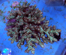 Lade das Bild in den Galerie-Viewer, Acropora sarmentosa
