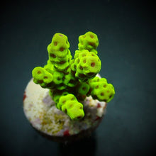 Lade das Bild in den Galerie-Viewer, Acropora sarmentosa
