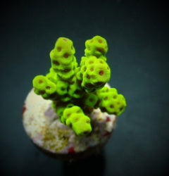 Acropora sarmentosa (frag) NZ