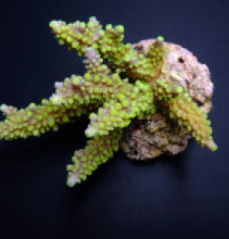 Lade das Bild in den Galerie-Viewer, Acropora secale
