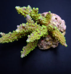 Acropora secale