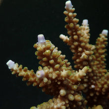 Lade das Bild in den Galerie-Viewer, Acropora secale
