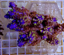 Lade das Bild in den Galerie-Viewer, Acropora secale
