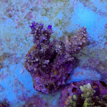 Lade das Bild in den Galerie-Viewer, Acropora secale
