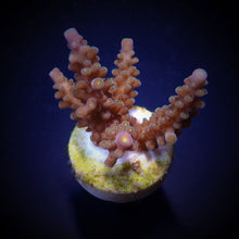 Lade das Bild in den Galerie-Viewer, Acropora secale
