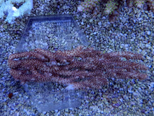 Lade das Bild in den Galerie-Viewer, Acropora selago
