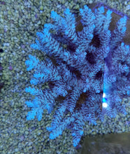 Lade das Bild in den Galerie-Viewer, Acropora selago
