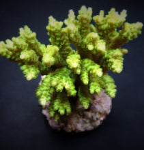 Lade das Bild in den Galerie-Viewer, Acropora selago
